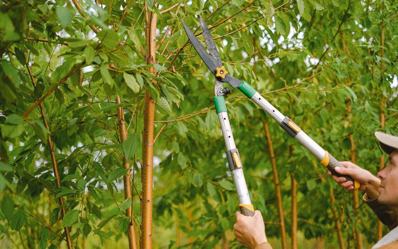 Tree trimming in Abbyville, KS